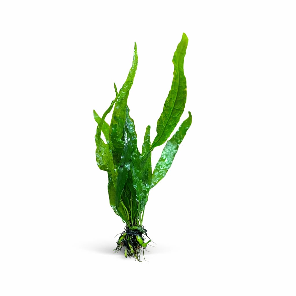 Microsorum Pteropus Narrow (Narrow Java Fern) 7-10cm - Bettadidymapet