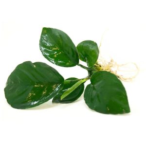 Anubias Barteri Broad Leaf 4-6 Yaprak İthal