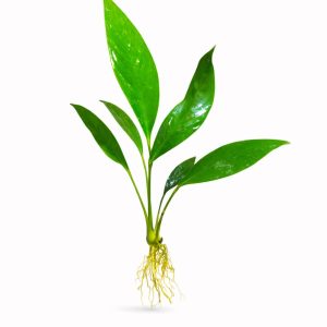 Anubias Congensis L (20 cm)