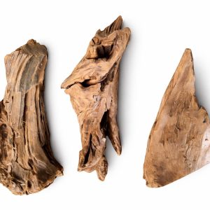 Mangrow Kökü S Boy (10-15cm) 1 Adet