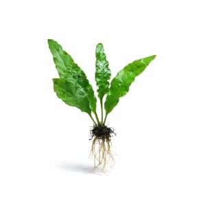 Microsorum Pteropus (Java Fern) 7-10cm