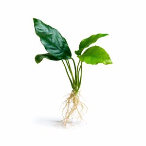 Anubias barteri var. nana (4–6 Yaprak)