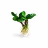 Bucephalandra Green Wavy