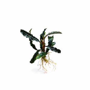 Bucephalandra Dark Velvet
