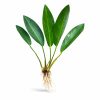 Anubias Congensis Broad 4-6 Yaprak
