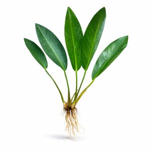 Anubias Congensis Broad 4-6 Yaprak