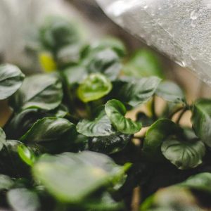 Alternative view of Anubias Barteri ‘Round Golden Coin’