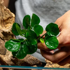 Anubias Barteri ‘Round Golden Coin’