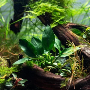 Anubias Barteri Var. Nana ‘Peacock’