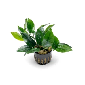 Alternative view of Anubias Barteri Var. Nana ‘Peacock’