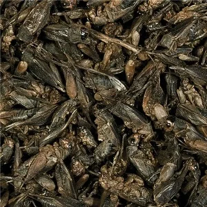 Alternative view of Tropical Crickets 250ml (25gr) – Yüksek Proteinli Kurutulmuş Cırcır Böceği Balık ve Sürüngen Yemi