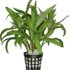 Hygrophila Lacustris (Tütün)