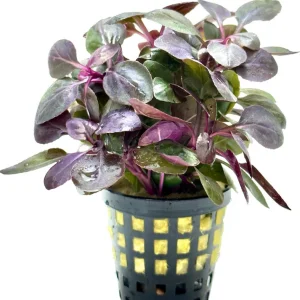 Lobelia Cardinalis Mini