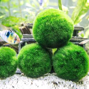 Marimo Mossball (Aegagropila linnaei) 2-3cm