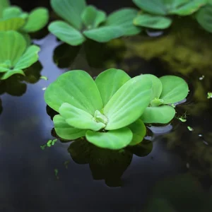 Pistia (Su Marulu)