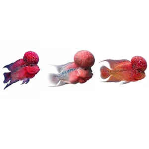 Alternative view of Okiko 3’lü Yem Seti (Head Up + Quick Red + Platinum)