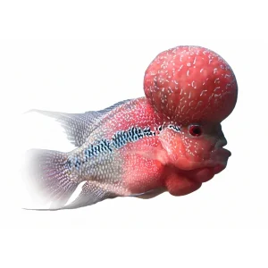 Alternative view of Okiko Platinum Head Huncher & Color Faster 100gr