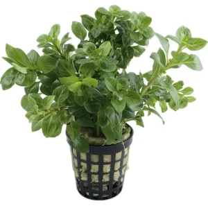 Ludwigia Green