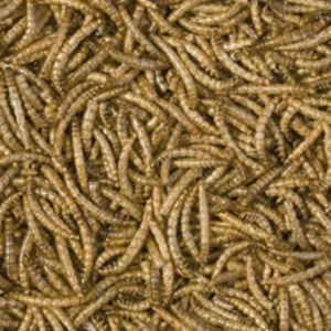 Alternative view of Tropical MealWorms 250ml (30gr) – %100 Doğal Kurutulmuş Un Kurdu Balık ve Sürüngen Yemi