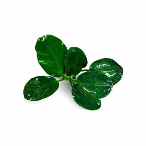 Anubias Barteri Var. Nana ‘Dark Moon’