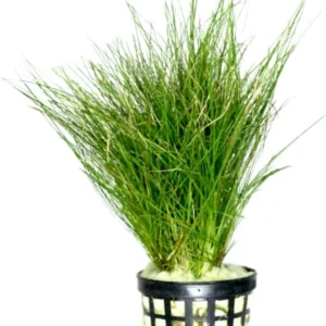 Eleocharis Parvula