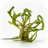 Cryptocoryne Crispatula var. Balansae (Amazon Hançeri) 4-8cm