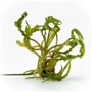 Cryptocoryne Crispatula var. Balansae (Amazon Hançeri) 4-8cm